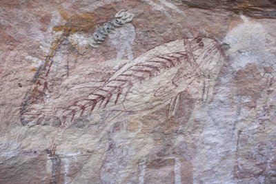 Röntgenaufnahme von Salzwasserfischen von Unbekannt Unbekannt